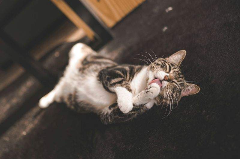 ペットケア・ジャパン - Image 15