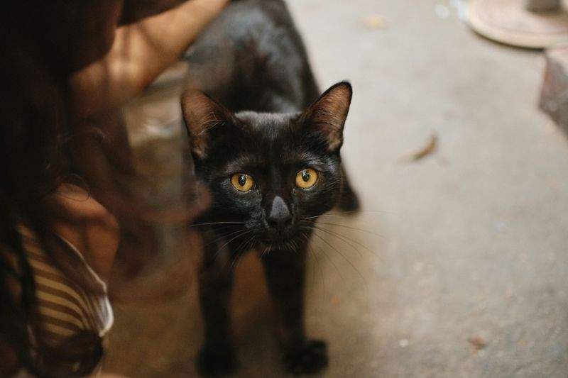 ペットケア・ジャパン - Image 9